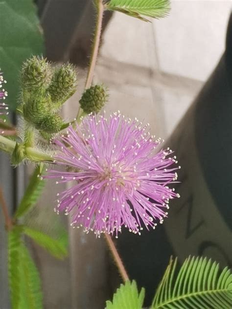 10種不吉利的花|10種「不吉利」的花，讓你家「霉運連連」，看看你家。